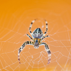 top view of spider at cobweb