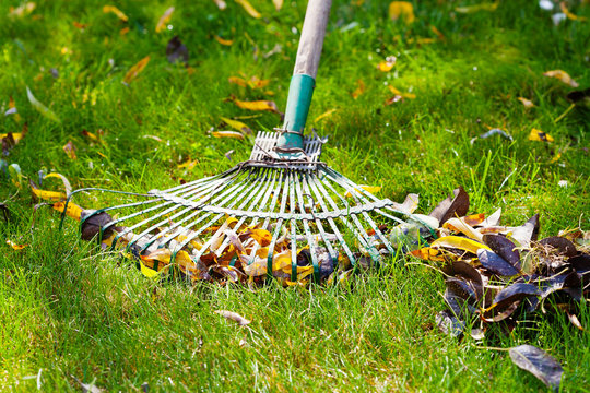 cleaning green lawn from fallen leaves