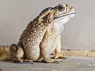 Close-up of Toad on rock