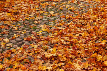 Autumn leaves on old cobbled street