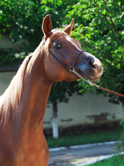 portrait of chestnut arabian filly