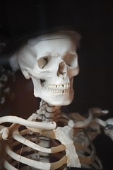 Skeleton