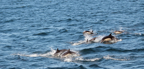 Pack of common dolphins in large pod, Sta Cruz channel island