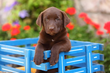 Chocolate Labrador Retriever in Wagon