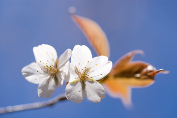 山桜の花のアップと青空