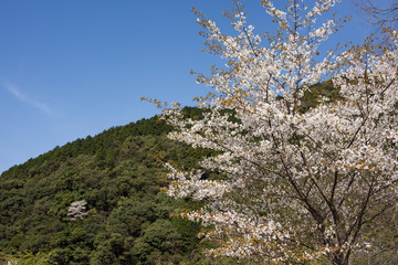 山をバックに満開の山桜の花
