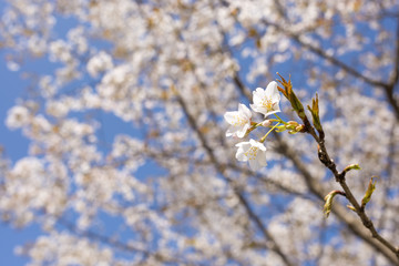 山桜の花とボケ