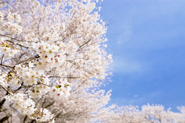 満開のソメイヨシノの花々