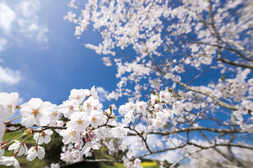 満開のソメイヨシノの花と木