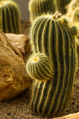 Cactus in chiangmai Thailand