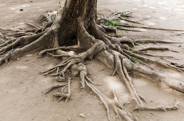 Tree root on dried land