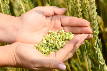 Naklejka na ściany i meble Female hands with wheat ears on a wheaten field