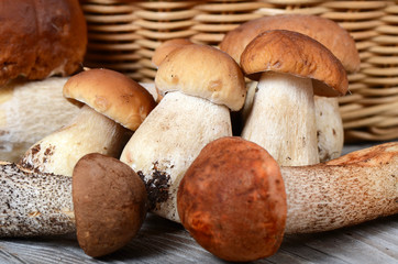 The raw boletus edulis a background