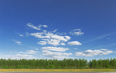 birch plantation panorama