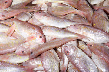 Fresh fish