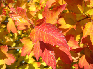 Red  leaf of viburnum in autumn. Macro