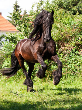 Friese im Galopp