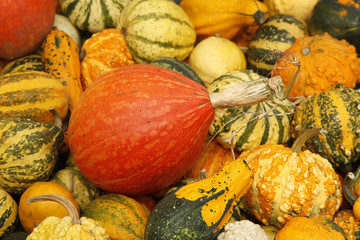 Colorful pumpkins