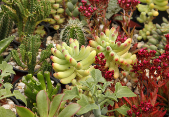 Colorful cacti succulents