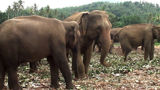 Herd of elephants at Pinnawala Elephant Orphanage.
