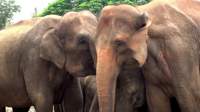 Herd of elephants at Pinnawala Elephant Orphanage.