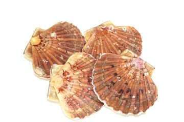 coquille saint-jacques