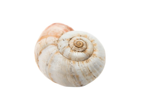 snail shell isolated