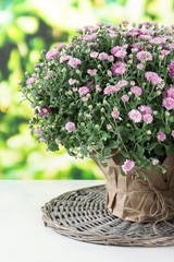 Chrysanthemum buss in pot on table on bright background