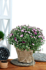 Chrysanthemum bush and grass in pots