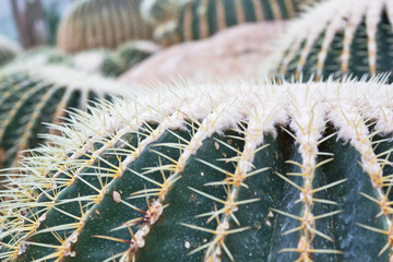 golden ball cactus in plant nursery