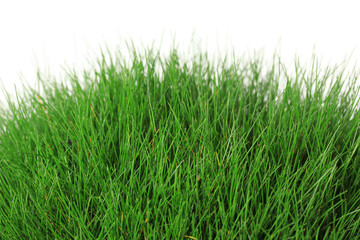 Fototapeta premium Beautiful green grass, isolated on white