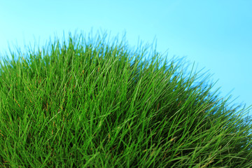 Fototapeta na wymiar Beautiful green grass on blue background
