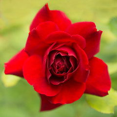 Obraz premium Red Rose flower