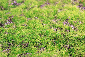 Green moss close up