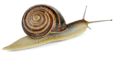 Snail isolated on white