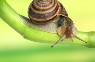 Snail crawling on green stem of plant on bright background