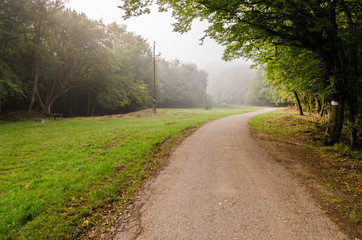 Fototapeta premium Road in forest