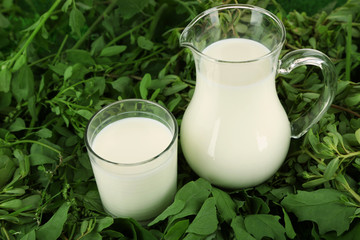 Pitcher and glass of milk on grass