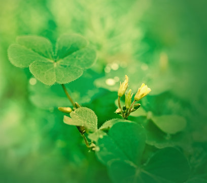 Clover and little yellow flower