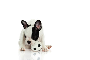 french bulldog on white background