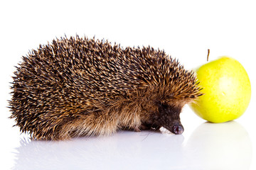 hedgehog isolated on white background