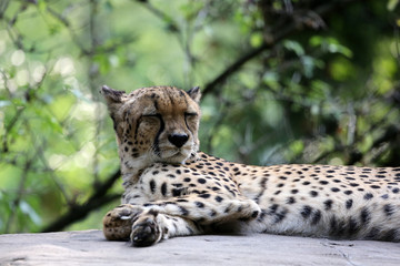 Gepard