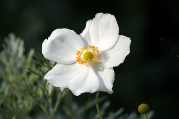 Japanese Anemone