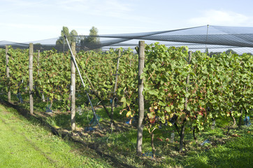 Fototapeta na wymiar Grapes plants are protected by a protective net.