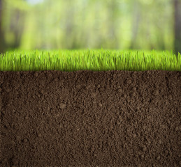 soil under grass in forest