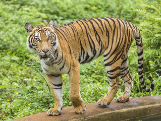 bengal tiger