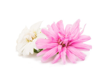 Fototapeta premium aster isolated