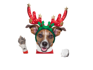 reindeer dog