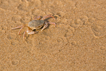 Baby crab on the sea shore
