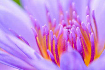 Macro pollen of purple lotus ( Nymphaea Nouchali )